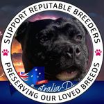 Dan Schalk - @celticblu_staffords - Instagram