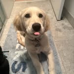 Dan Schauer - @schauer915 - Instagram