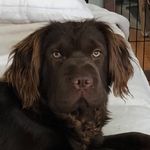 Dan Schroeder - @archie_the_fuzzy_walrus - Instagram