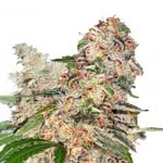 AMSTERDAN SEEDS CLUB🌱 - @amsterdanseedsclub - Instagram