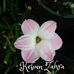 Kebun Zahra - umbi, bulbs dan seeds bank - Facebook