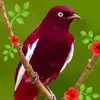 Danni Cuba sender Arias - @danni.cuba.sender - TikTok