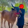 شاہین آف ڈیرا  🦅 - @dand.shaheen - TikTok