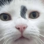 mr mittens 😼 - @dan_shaheen10 - Instagram