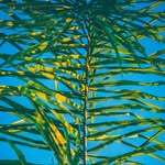 dan shalom - @naturepick11 - Instagram