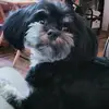 dananator - @danashowalter66 - TikTok