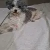 Daniel Simonelli - @daniel.simonelli - TikTok