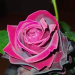Rusudan Simonishvili - @simonishvilirusudan - Instagram