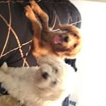 Daniel Sindoni - @daniel_sindoni - Instagram