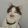 dansines4 - @dansines4 - TikTok