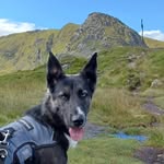 Dan Strickland - @isla_the_dug - Instagram