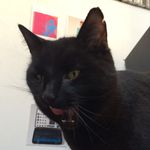 Dan Stringer - @cosmo_cat1 - Instagram