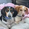 danatemplin - @danatemplin - TikTok
