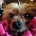 Dan Tenney - @tenneydan - Instagram