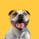 Dante Pies/Boguś Staffordshire Bull Terrier - @dantestaffik - Instagram
