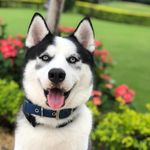 Dante Stavrou | The Husky - @husky.dantestavrou - Instagram