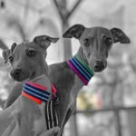 Dante & Tito - @dantetito_iggy0820 - Instagram