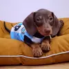 Dante TikDog - @dantetikdog - TikTok