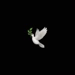 🕊 - @dantheisy - Instagram
