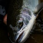 Dan Thomson - @vanislandboy - Instagram