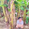 Thái Long - @dannongthon_48 - TikTok