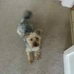 Daniel Thornley - @daniel_thornley2006 - Instagram
