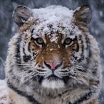 Даниил Дармороз - @dan_tiger_moroz - Instagram