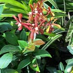 Dan Tiger - @dantiger68 - Instagram