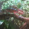 tigerdan - @tigerdan6 - TikTok