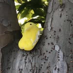 Daniel Timberlake - @olive_tapenade_garden - Instagram