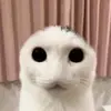 danya - @danya_timko - TikTok