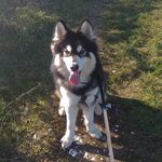 Dan Timms_Thor the husky - @timms_dan - Instagram