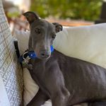 Italian Greyhound - @dante.de.dantis - Instagram
