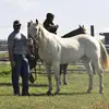 Dan Titus - @barrel.dad - TikTok