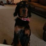 Dan Truschinski - @thegordonguy - Instagram