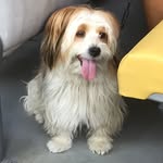 Ciao, Sono Un Cane - @dantuccioo - Instagram