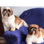 🐾 Danty, Nick e Mery  🐾 - @dantyenickshihtzu - Instagram