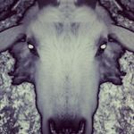 Dan VanCamp - @redfang13 - Instagram