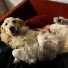 Dan VanDyke565 - @danvandyke565 - TikTok