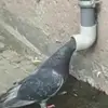 Dan Vaughan - @dan.vaughan29 - TikTok