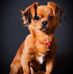 Dan Velescu - Facebook