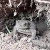 Daniel Venner - @danielvenneroriginal - TikTok