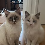 Dante & Vergil - @ragdolls.of.sparda - Instagram