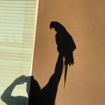 Dan Vickers - @simon_the_cockatoo - Instagram
