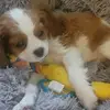 Victoria Wakeman - @victoria.danwakeman0 - TikTok