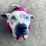 Dan Washburn - @louellaandfriends - Instagram