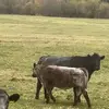 danwheat7 - @danwheat7 - TikTok