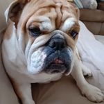 Dan Whipple - @dan71304 - Instagram