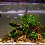 Dan Whitney - @djw_aquariums - Instagram