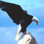 Dan Wills Eagle - @danwillseagle - Instagram